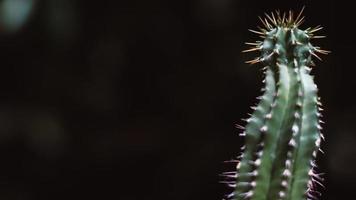 cactus con espinas afiladas, espacio de copia tono oscuro foto
