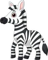 Cute baby zebra posing isolated on white background vector