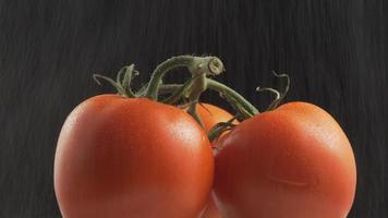 drie verse biologische tomaten op zwarte achtergrond in rotatie. detailopname video