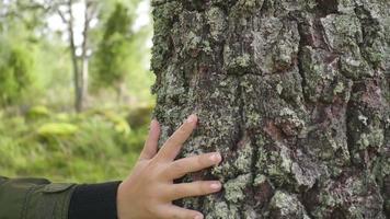 Aziatische vrouw wat betreft de boomstam. ecologie een energie bos natuur concept. een vrouw hand raakt een dennenboomstam close-up schittering. hand boom aanraking stam. schors hout video