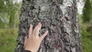 hand touch the tree trunk. ecology an energy forest nature concept. A woman hand touches a pine tree trunk close up glare. hand tree touch trunk. bark wood video