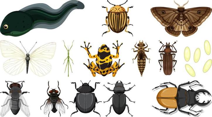 Different insects collection isolated on white background