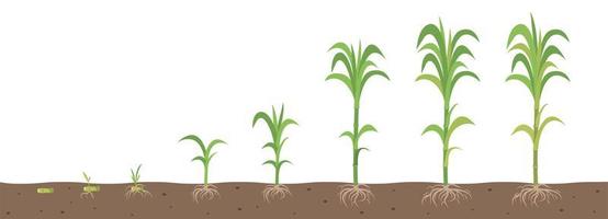 The stages of growing sugarcane with root system view in the soil. vector