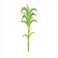 Stem of green sugar cane with leaves on a white background. vector
