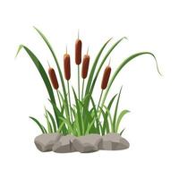 Cattail grows in stones isolated on white background vector