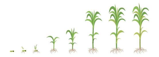 Crop growth phases of Sugarcane from planting to maturity. vector