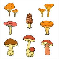 Mushroom set boletus, chanterelles, camelina, honey agarics, russula, morel. Illustration for printing, backgrounds, wallpapers and seasonal design. Isolated on white background. vector