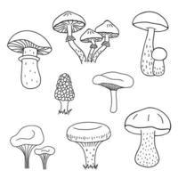 Mushroom hand drawn sketch illustration. Mushrooms boletus, chanterelles, camelina, honey agarics, russula, morel, fresh organic food isolated on white background. vector