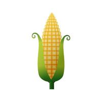 Sweet golden ripe corn cob in cartoon style, vector illustration