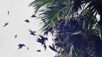 pájaros volando en palmera video