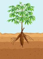 árbol de yuca planta con raíces vector