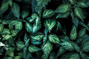Close up tropical nature green leaf texture background Dark Nature background, green leaves in natural light and shadow. photo