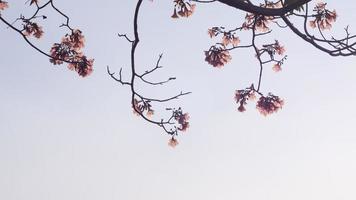 La hermosa apariencia de una flor rosa le gusta la flor de sakura o la flor de cerezo con un hermoso fondo de naturaleza. flor de primavera flor de árbol. el romántico de los árboles de flores rosadas para San Valentín o fondo de boda foto