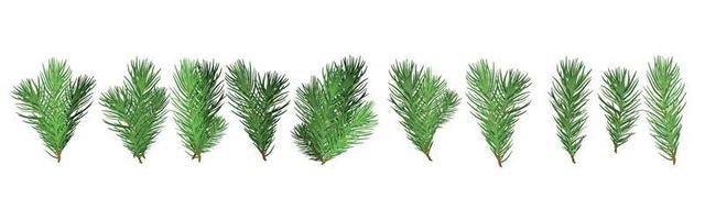 A set of Christmas tree green branches for a Christmas decor. Branches fir tree, pine isolated.