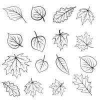 Line set of autumn leaves of maple, oak, birch, natural organic. For season decorations. vector