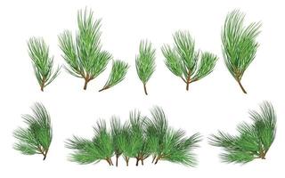 Realistic set of fir branches. Christmas tree, detailed pine. Symbol of Christmas and New Year isolated on white background for your design. vector