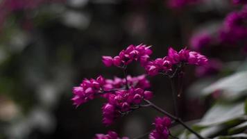 close up Beautiful fairy dreamy magic pink purple flowers on blurry background dark vntag toned  soft selective focus,  garden forest idea decoration
