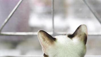 Back view of Siamese cat sitting next window with curiousness watching things outside background. photo