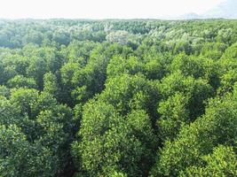 Green tree deep tropical rainforest mangrove look down aerial view nature background