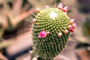 a macro closeup of a beautiful silky pink tender Echinopsis Lobivia cactus flower and green thorny spiky plant photo