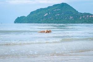 perro golden retriever relajándose, jugando en el mar para jubilarse o jubilarse. Resumen relajantes vacaciones felices vacaciones. foto
