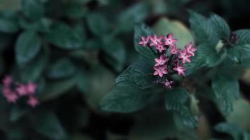 concepto mínimo de la naturaleza - fondo de hojas verdes con una pequeña flor violeta