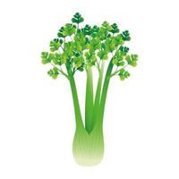 Isolated celery vegetable vector design