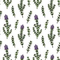 Hand drawn thyme seamless pattern. Herbal print in colored sketch style. Vector illustration