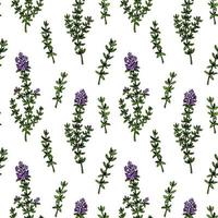 Hand drawn thyme seamless pattern. Herbal print in colored sketch style. Vector illustration