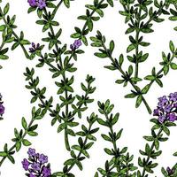 Hand drawn thyme seamless pattern. Herbal print in colored sketch style. Vector illustration