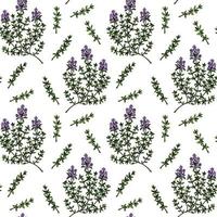 Hand drawn thyme seamless pattern. Herbal print in colored sketch style. Vector illustration