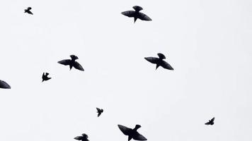 vliegende vogels in de lucht video