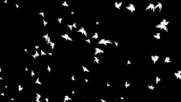 pájaros volando en el cielo video