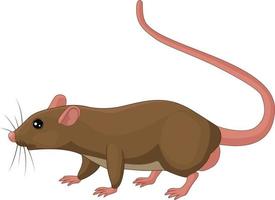 Cartoon rat on white background vector