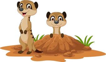 Cartoon two meerkats on white background vector
