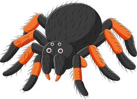 Cartoon spider tarantula on white background vector