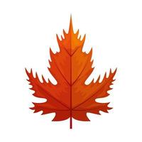 autumn leaf maple or fall foliage on white background vector