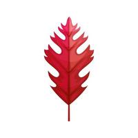 autumn leaf or fall foliage on white background vector