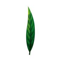 eco green leaf on white background vector