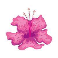 hibiscus beautiful pink color, tropical nature, spring summer botanical vector