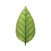 hoja verde ecológica sobre fondo blanco vector