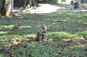 monkey bring her kid or baby while finding a food photo