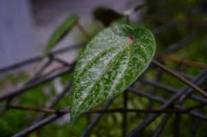 Betel Leaves With Freshness photo