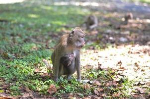 monkey bring her kid or baby while finding a food photo