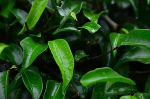 Green Leaves Background Textures With Water Effect photo