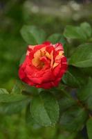 rosa roja en el jardín. fondo de plantas y flores. foto