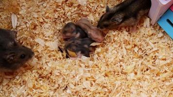 quatro hamsters recém-nascidos e seus pais. cor marrom e listras no hamster. video
