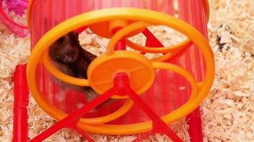 Hamster running around with a spinning toy. Popular cute pet hamster. video