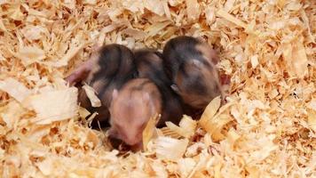 vier kleine hamsters zijn net geboren. bruine kleur en strepen op de hamster. video