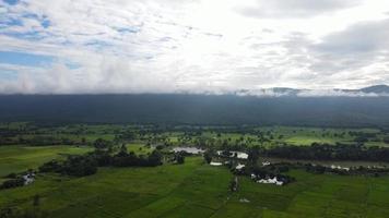 vue de dessus, grand champ plein de riz vert. le plant de riz vert pousse. video